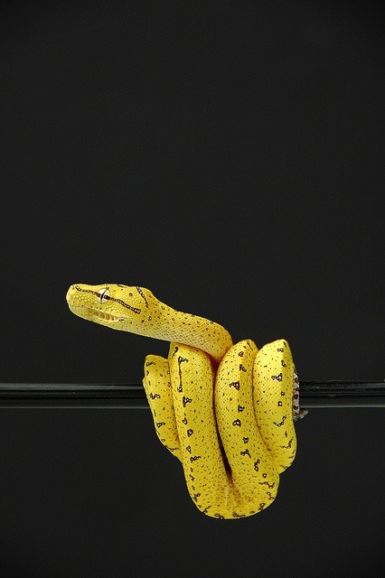 Photo:  Tree Python